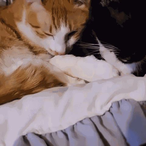 Yourarchivist Black Cat GIF