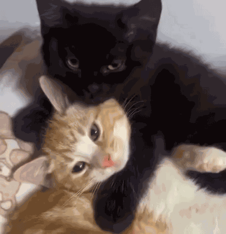 Yourarchivist Cute GIF