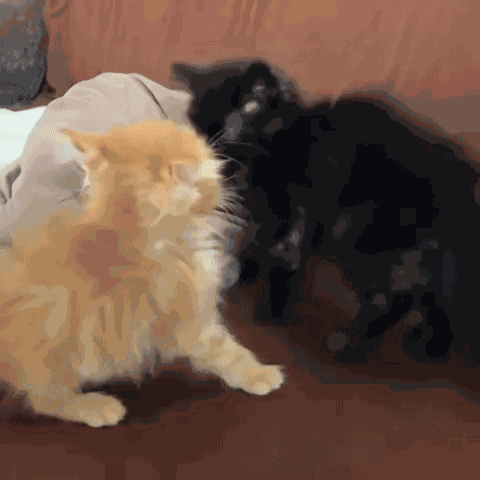 Yourarchivist Cute GIF