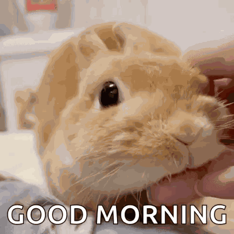 Yourarchivist Orange Bunny GIF