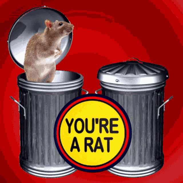 Youre A Rat Rats GIF