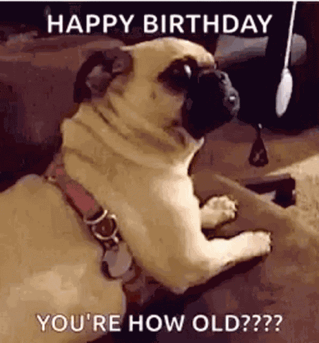 Youre How Old Dogs GIF