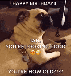 Youre How Old Dogs GIF