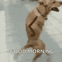 Youre So Cute Dog Running GIF