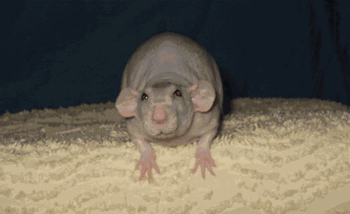 Yuck Ew GIF