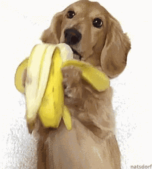 Yuyukins GIF