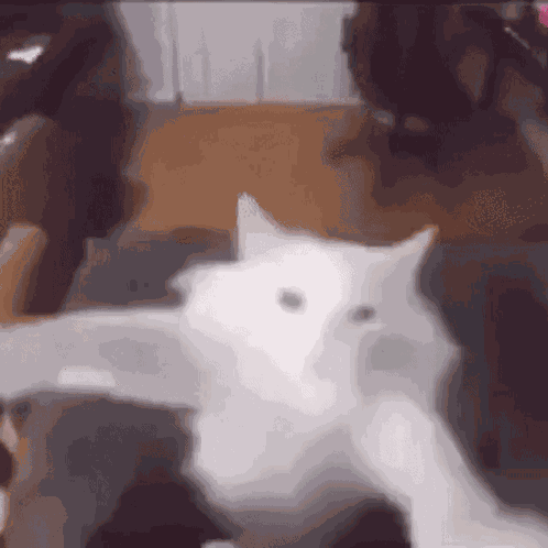Zoom Cat Hype Cat GIF