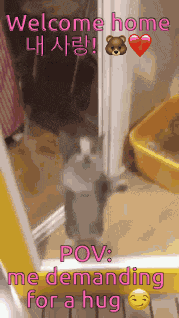 Zyng Cat GIF