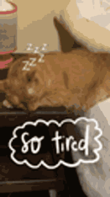 Zzz Cat GIF